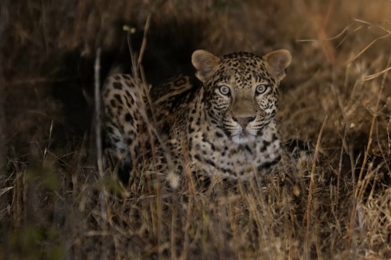 Bera Lodge Leoparden Safari