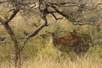 Ranthambore Safari